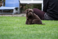 img_2514_ps